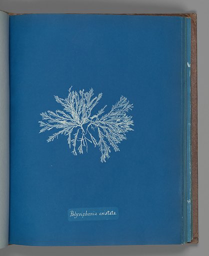 Polysiphonia cristata
