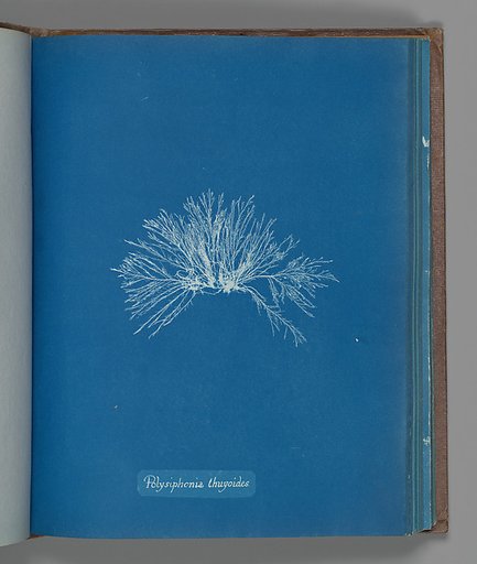 Polysiphonia thuyoides