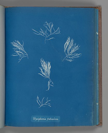 Polysiphonia fruticulosa