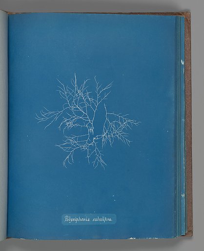 Polysiphonia subulifera