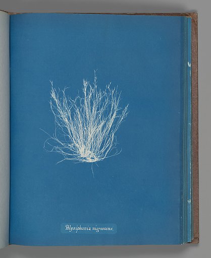 Polysiphonia nigrescens