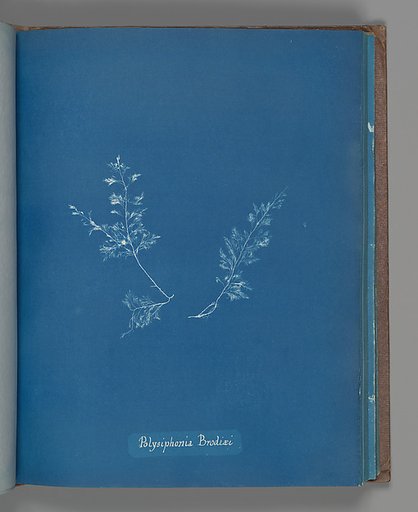 Polysiphonia Brodiæi