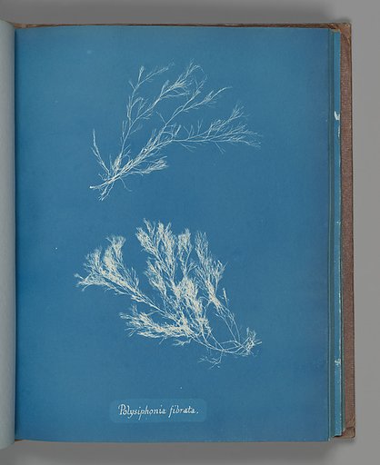 Polysiphonia fibrata