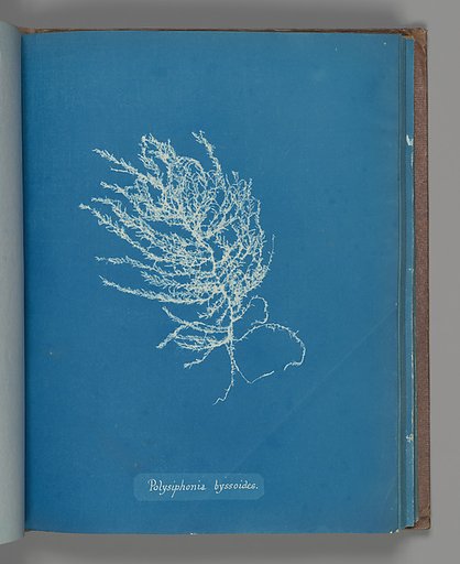 Polysiphonia byssoides