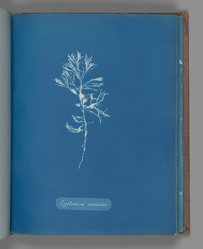 Cystoseira ericoides