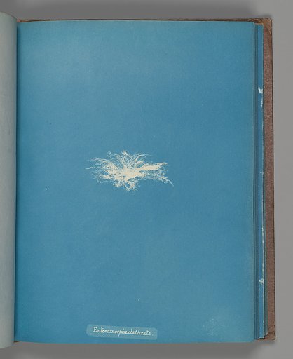 Enteromorpha clathrata