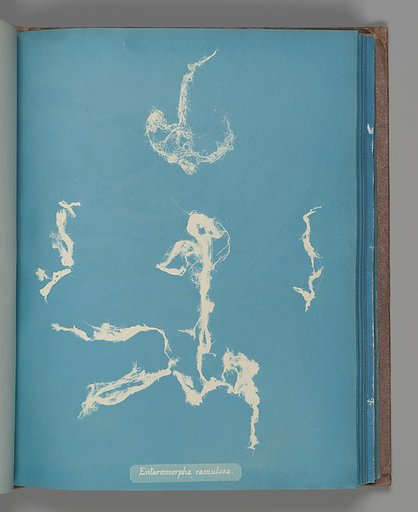Enteromorpha ramulosa