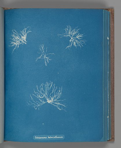 Schizonema helminthosum