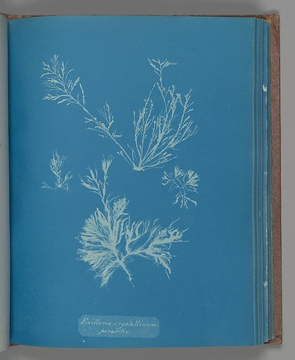 Exillaria crystallinum parasitic