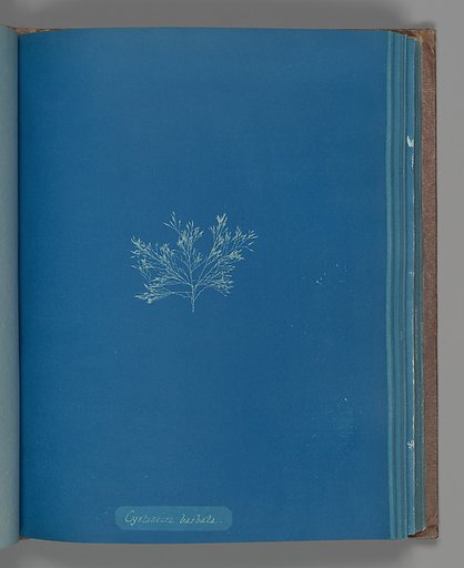 Cystoseira barbata
