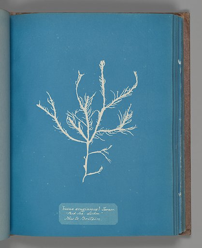 Fucus æruginosus Turner. "Med. Sea Sisbon" New to Britain.