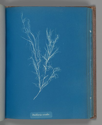 Dichloria viridis