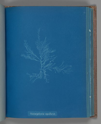 Gloisiphonia capillaris