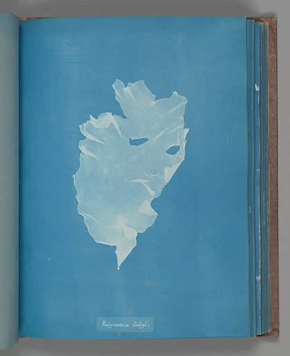 Kalymenia dubyi