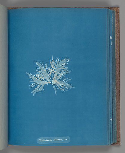 Delesseria sinvosa, var.