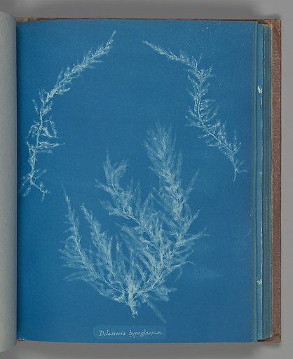 Delesseria hypoglassum