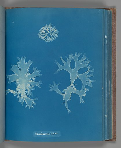 Rhodomenia bifida