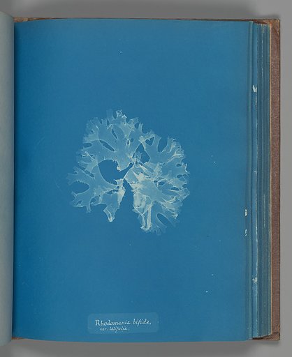 Rhodomenia bifida, var. latifolia