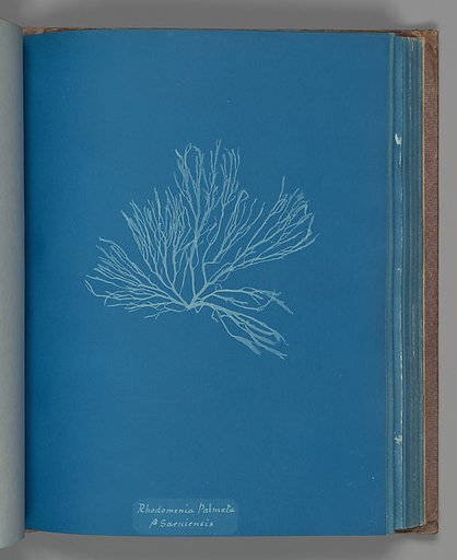 Rhodomenia Palmata ß Sarniensis