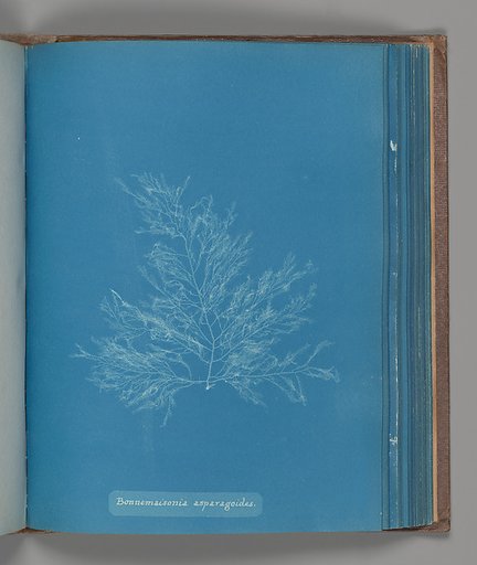 Bonnemaisonia asparagoides
