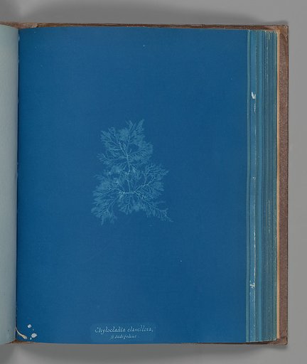 Chylocladia clavellosa, ß sedifolius