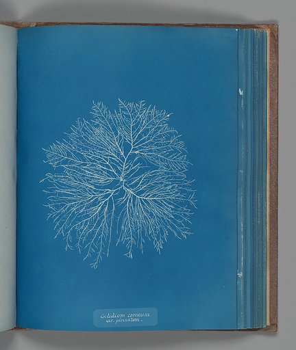 Gelidium corneum, var. pinnatum