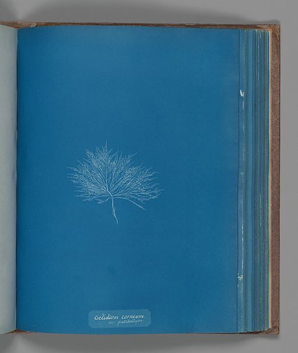 Gelidium corneum, var. pulchellum