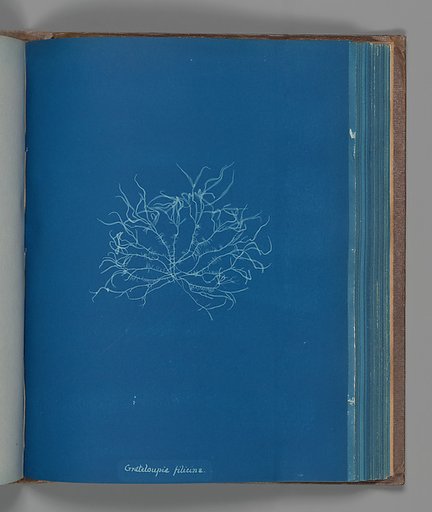 Grateloupia filicina