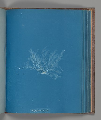 Polysiphonia fibrata