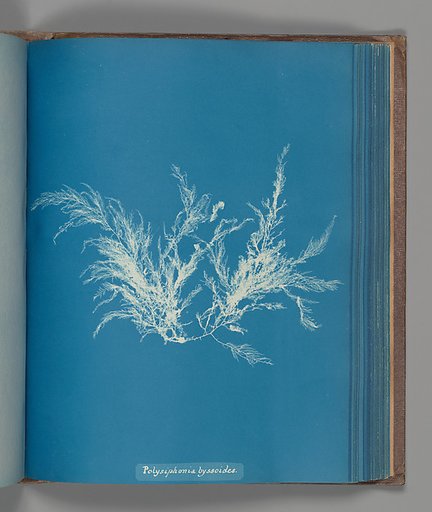 Polysiphonia byssoides