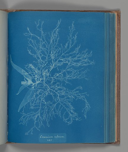 Ceramium rubrum, var.