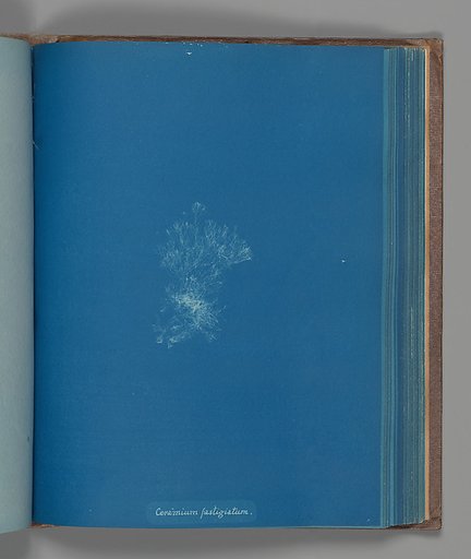 Ceramium fastigiatum