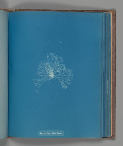 Ceramium strictum