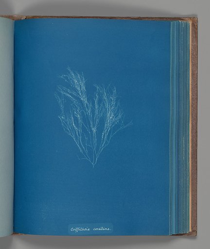 Griffithsia corallina