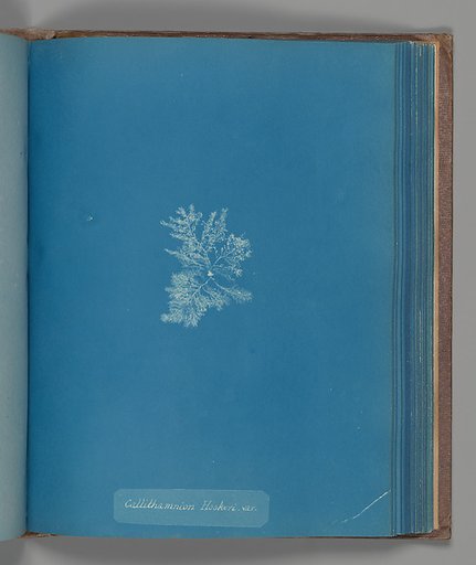 Callithamnion Hookeri, var.