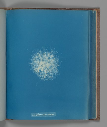 Callithamnion roseum