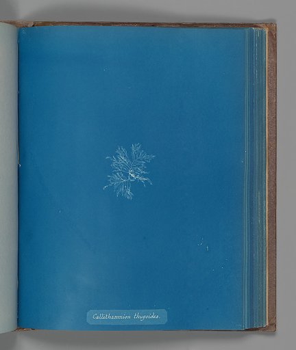 Callithamnion thuyoides