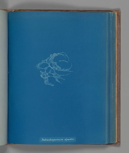 Batrachospermum alpestre