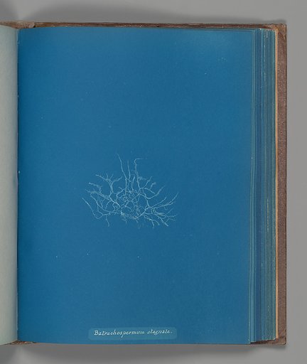 Batrachospermum stagnale