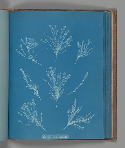 Corallina elongata