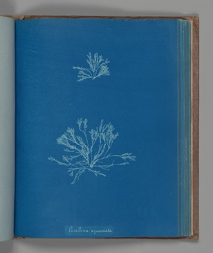 Corallina squamata