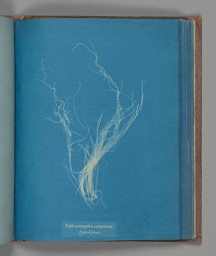 Enteromorphia compressa, ß prolifera