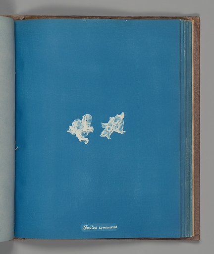 Nostoe commune