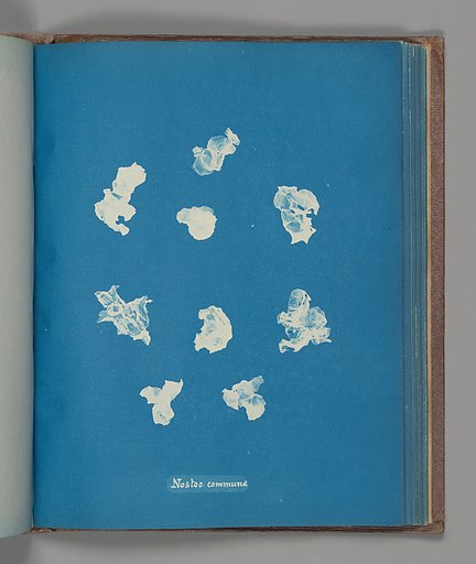 Nostoe commune