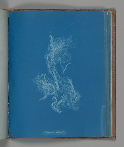 Zygnema nitidum