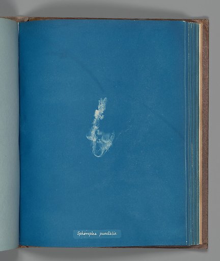 Sphæroplea punctalis