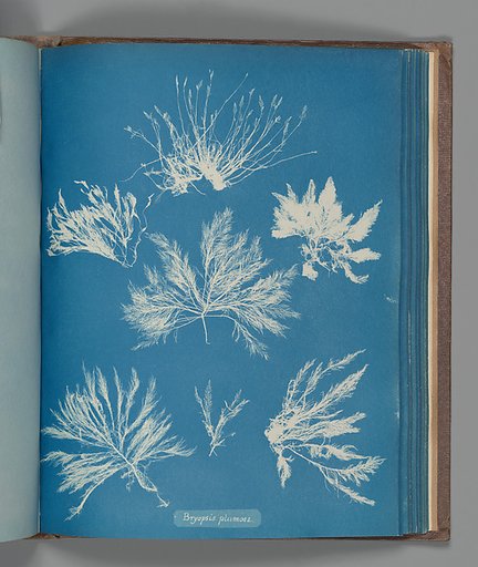 Bryopsis plumosa
