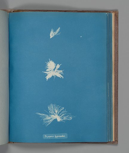 Bryopsis hypnoides