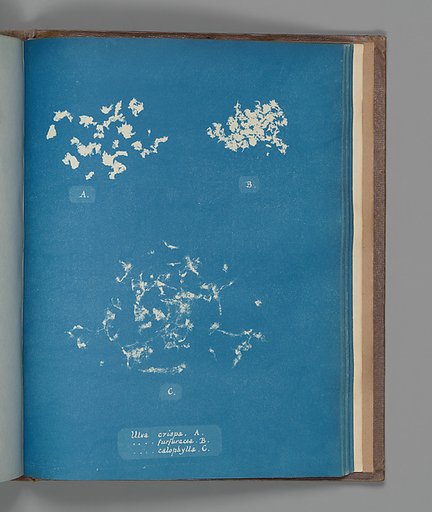 Ulva crispa, A. Ulva furfuracea, B. Ulva calophylla, C.