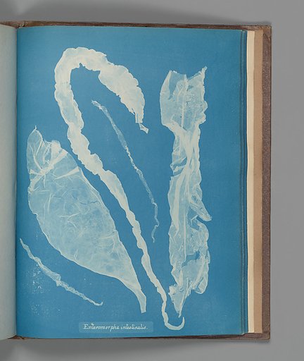 Enteromorpha intestinalis
